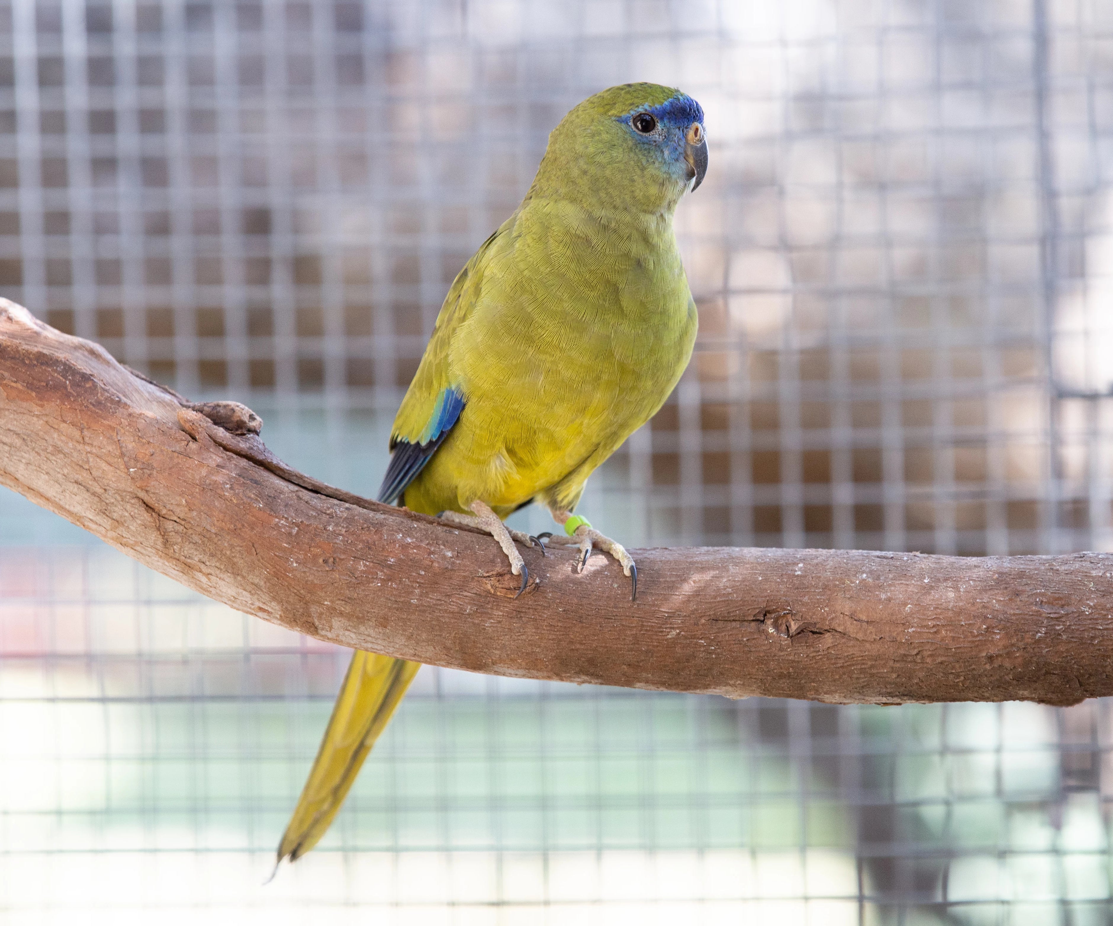 A Guide to Neophema and Psephotus Grass Parrots (Revised Edition)