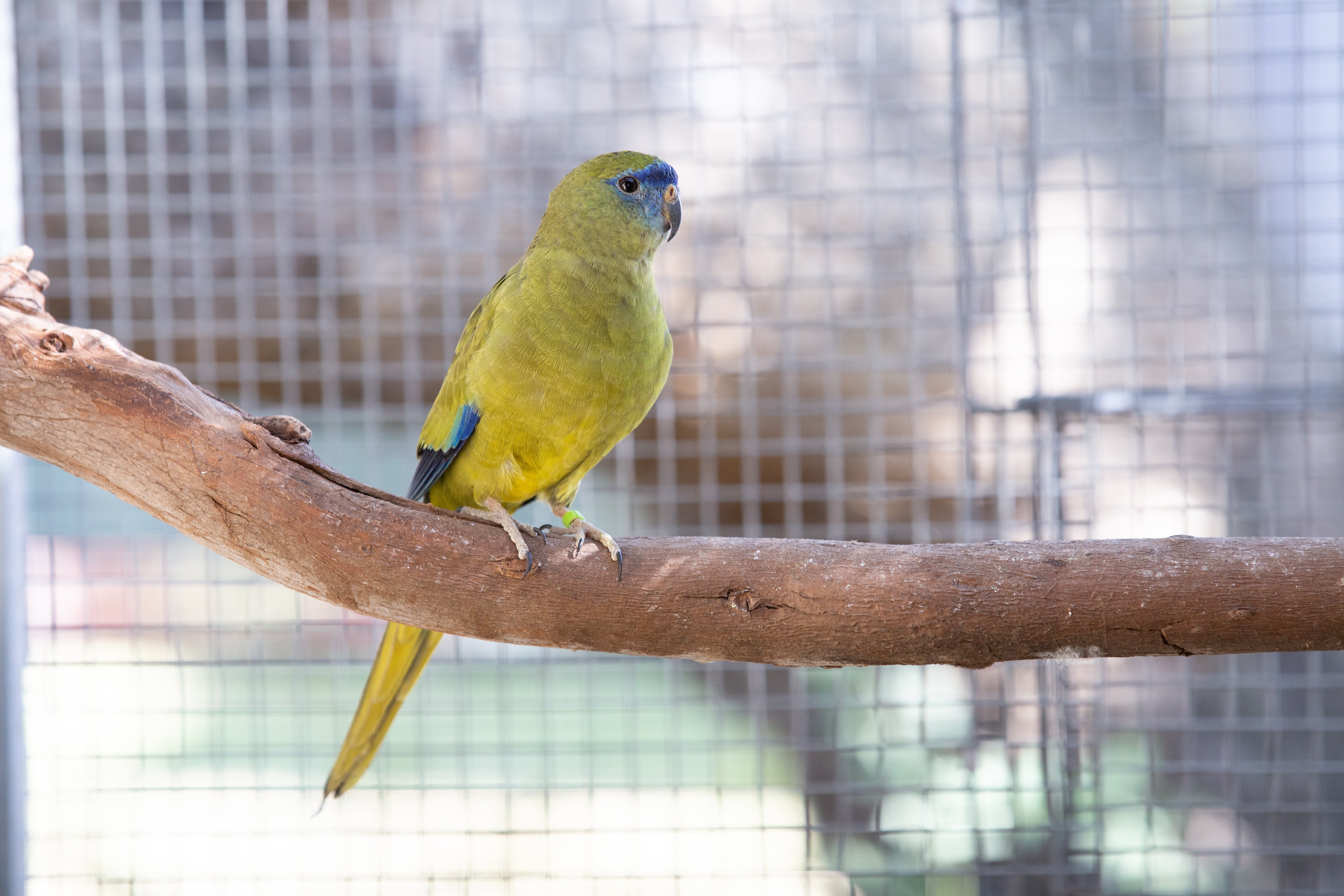 A Guide to Neophema and Neopsephotus Genera (English Revised Edition) Hard Cover