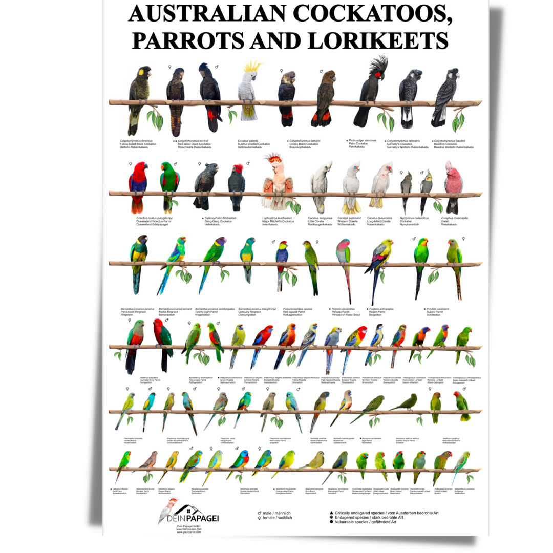 POSTER Australian Cockatoos, Parrots and Lorikeets as a Composite in A1 Format