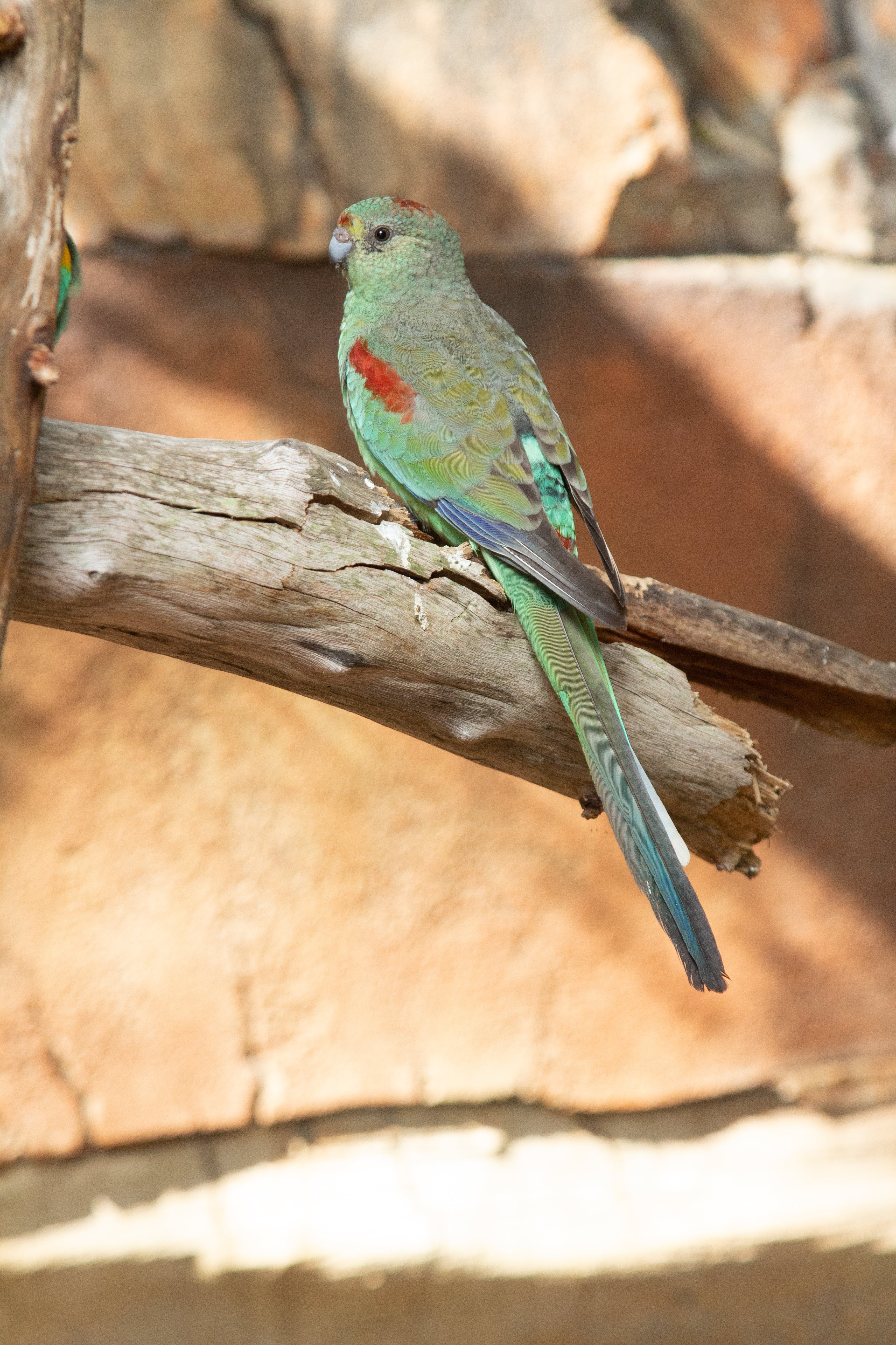 A Guide to Neophema and Psephotus Grass Parrots (Revised Edition)