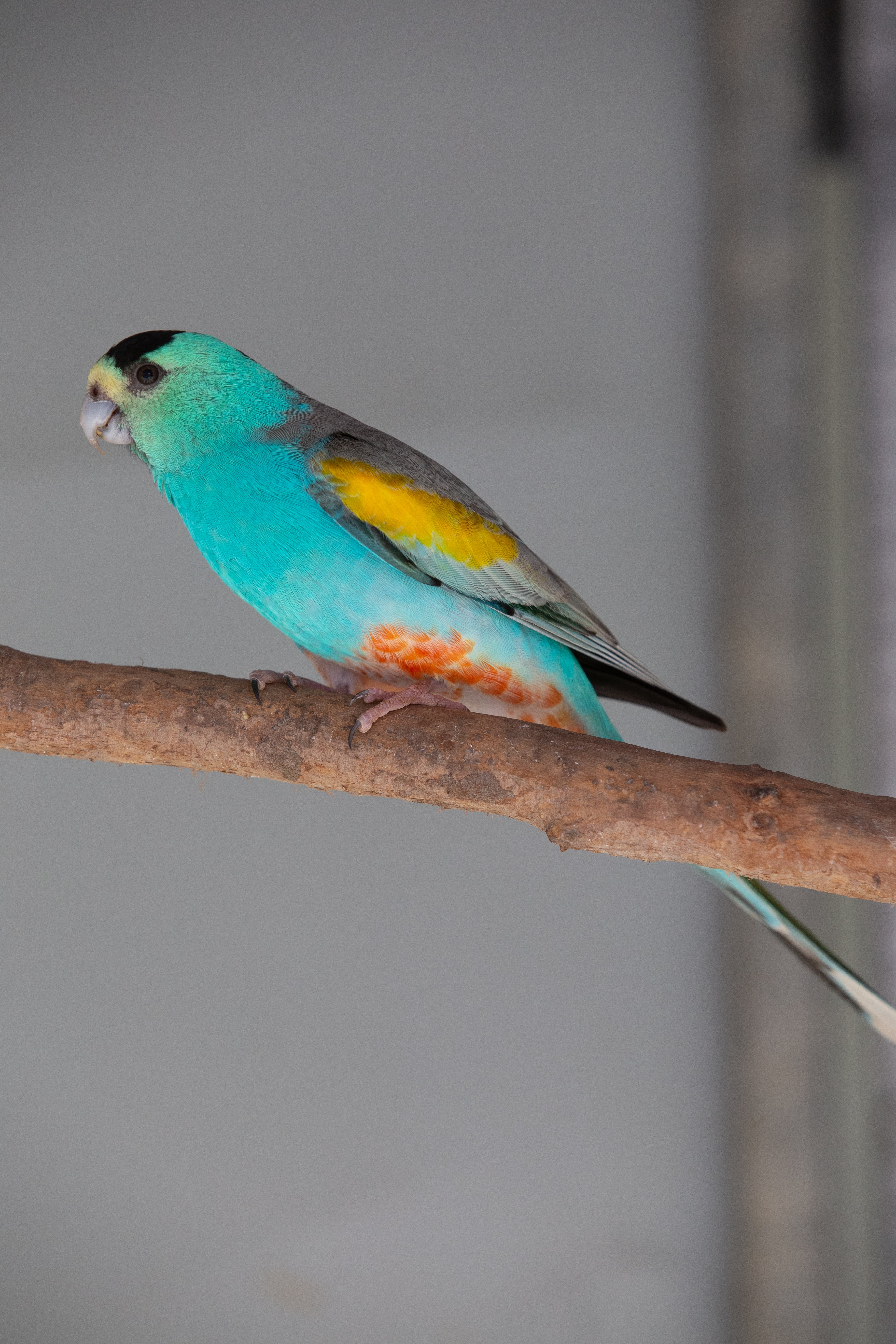 A Guide to Neophema and Psephotus Grass Parrots (Revised Edition)