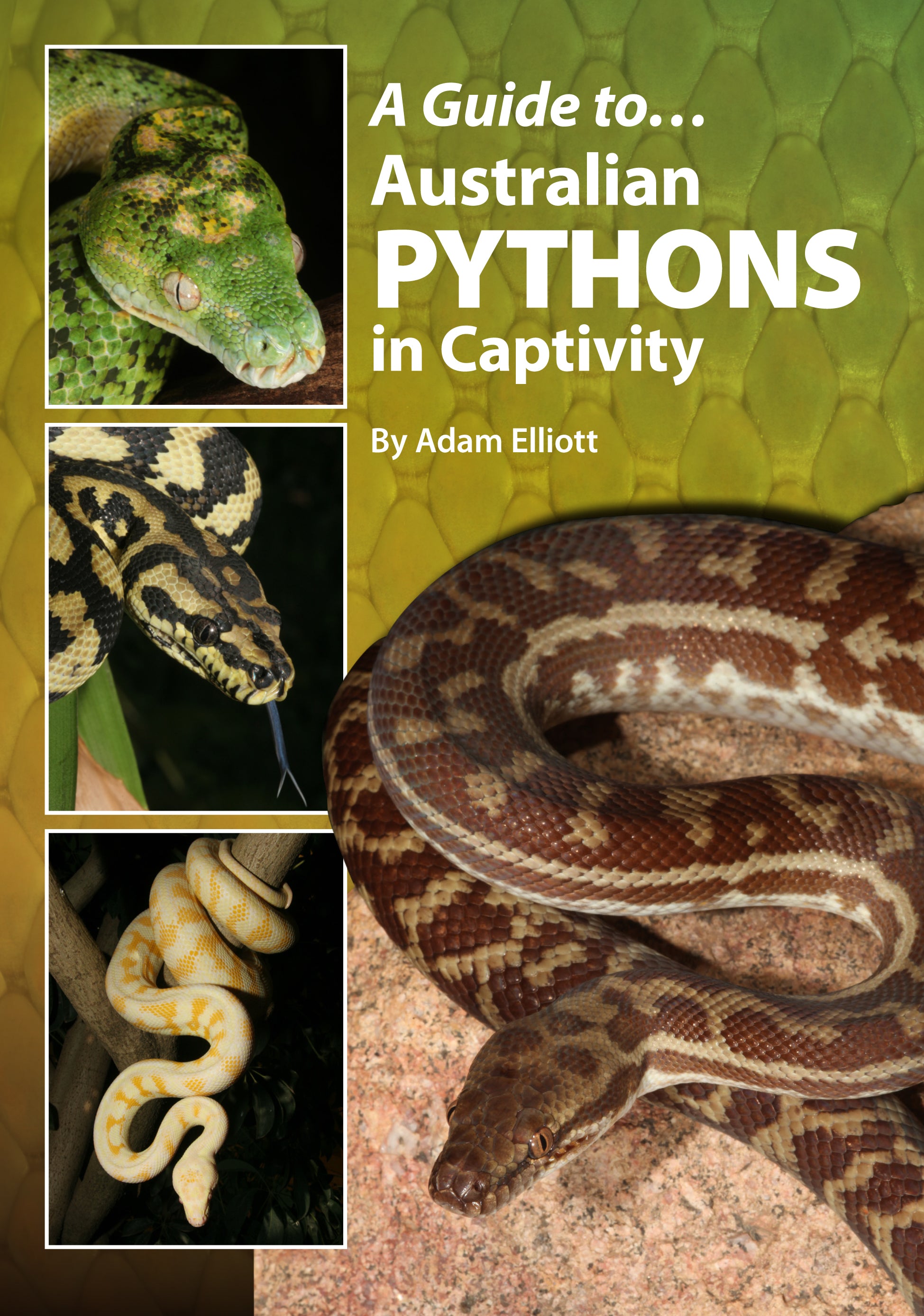 A Guide to Australian Pythons in Captivity