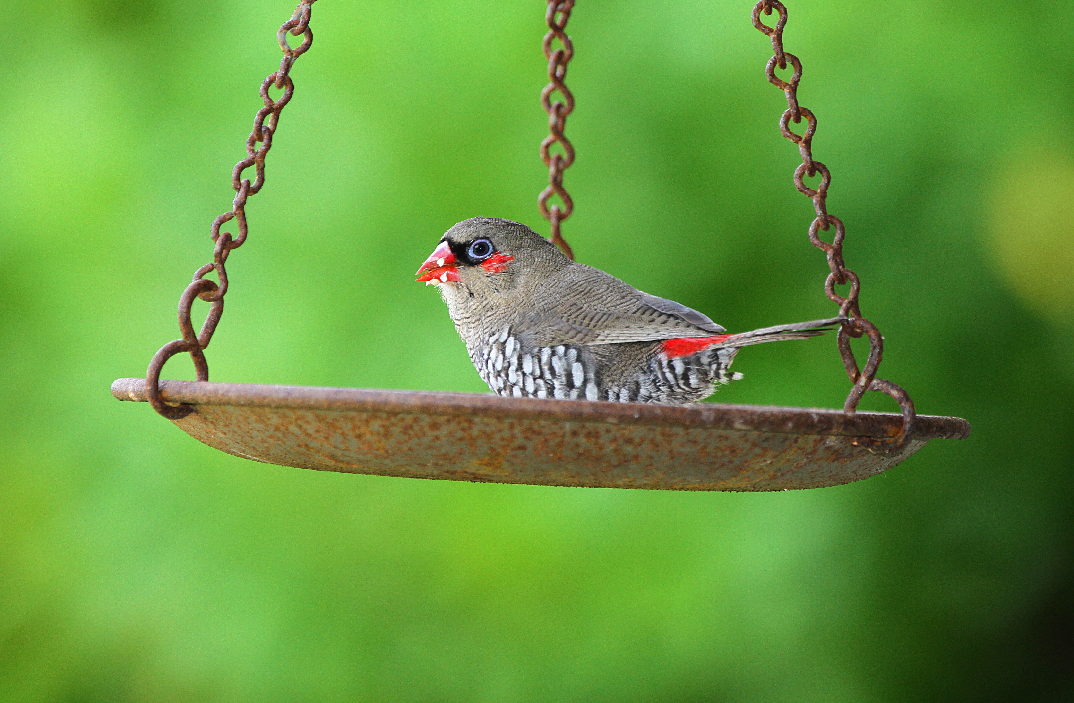 A Guide to Australian Grassfinches