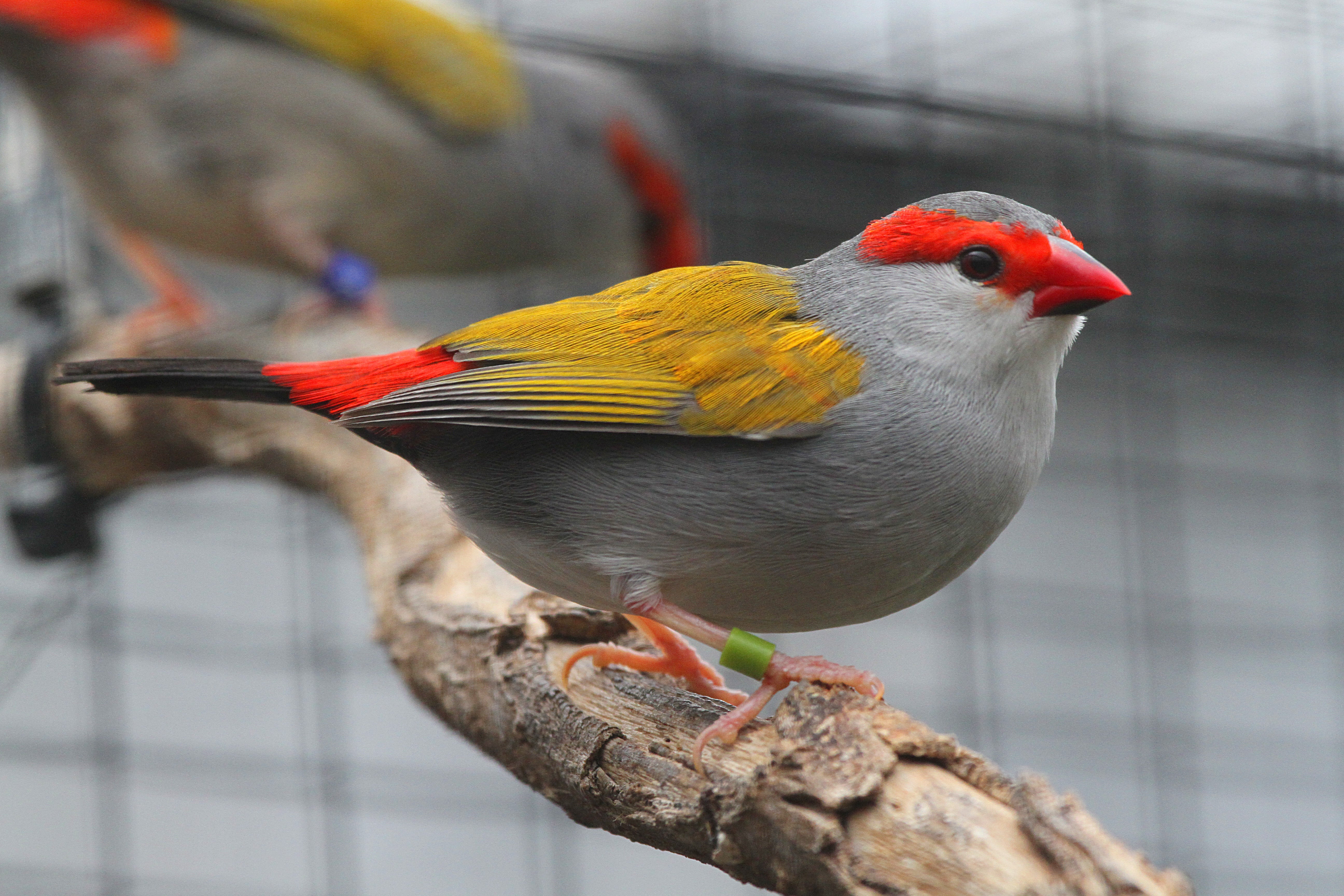 A Guide to Australian Grassfinches