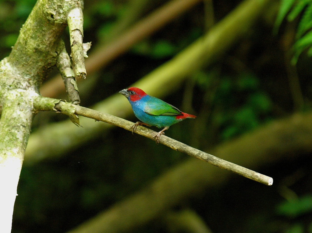 A Guide to Australian Grassfinches