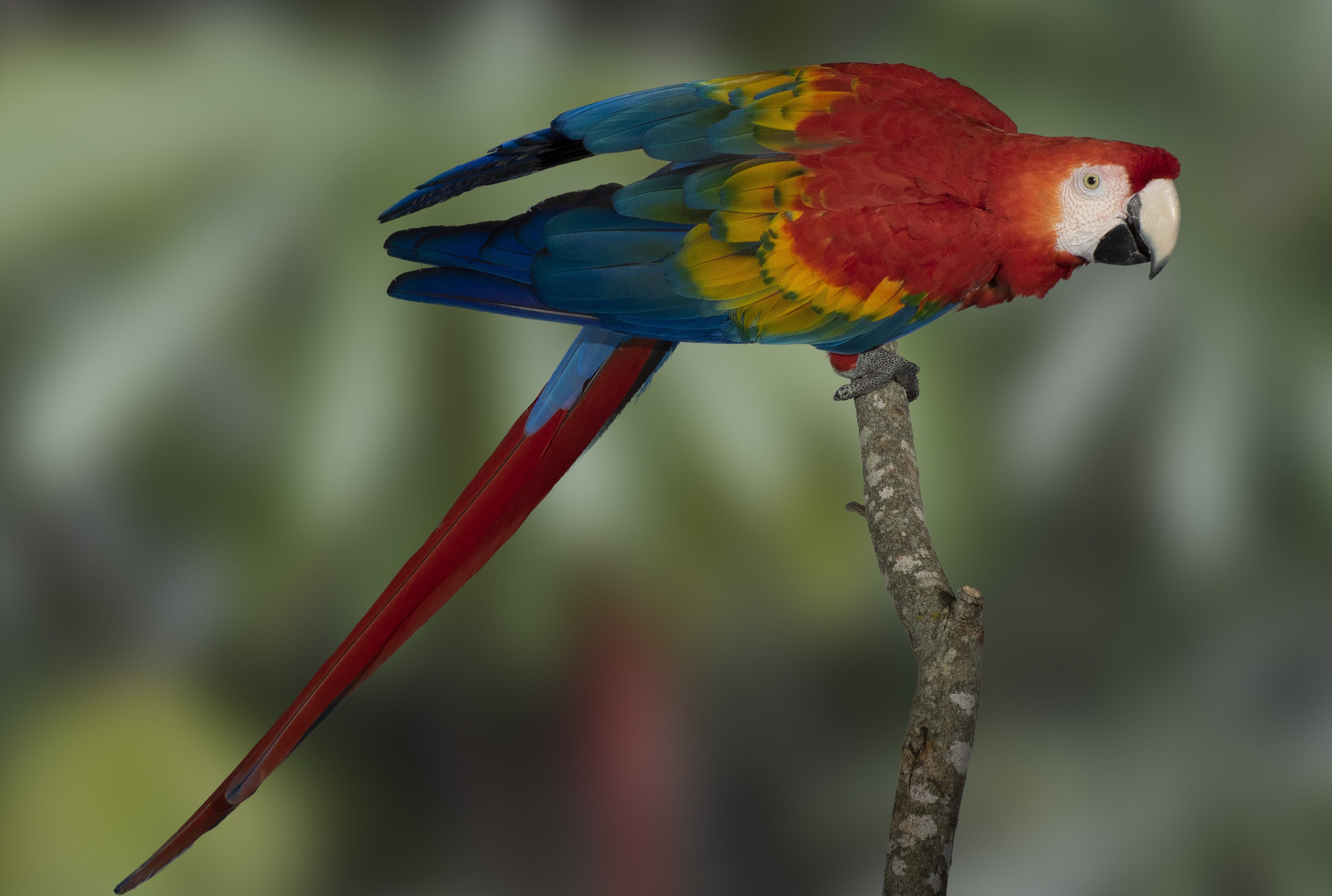 DVD—In Search of Parrots Volume 2 Non Australian Parrots (40 mins)