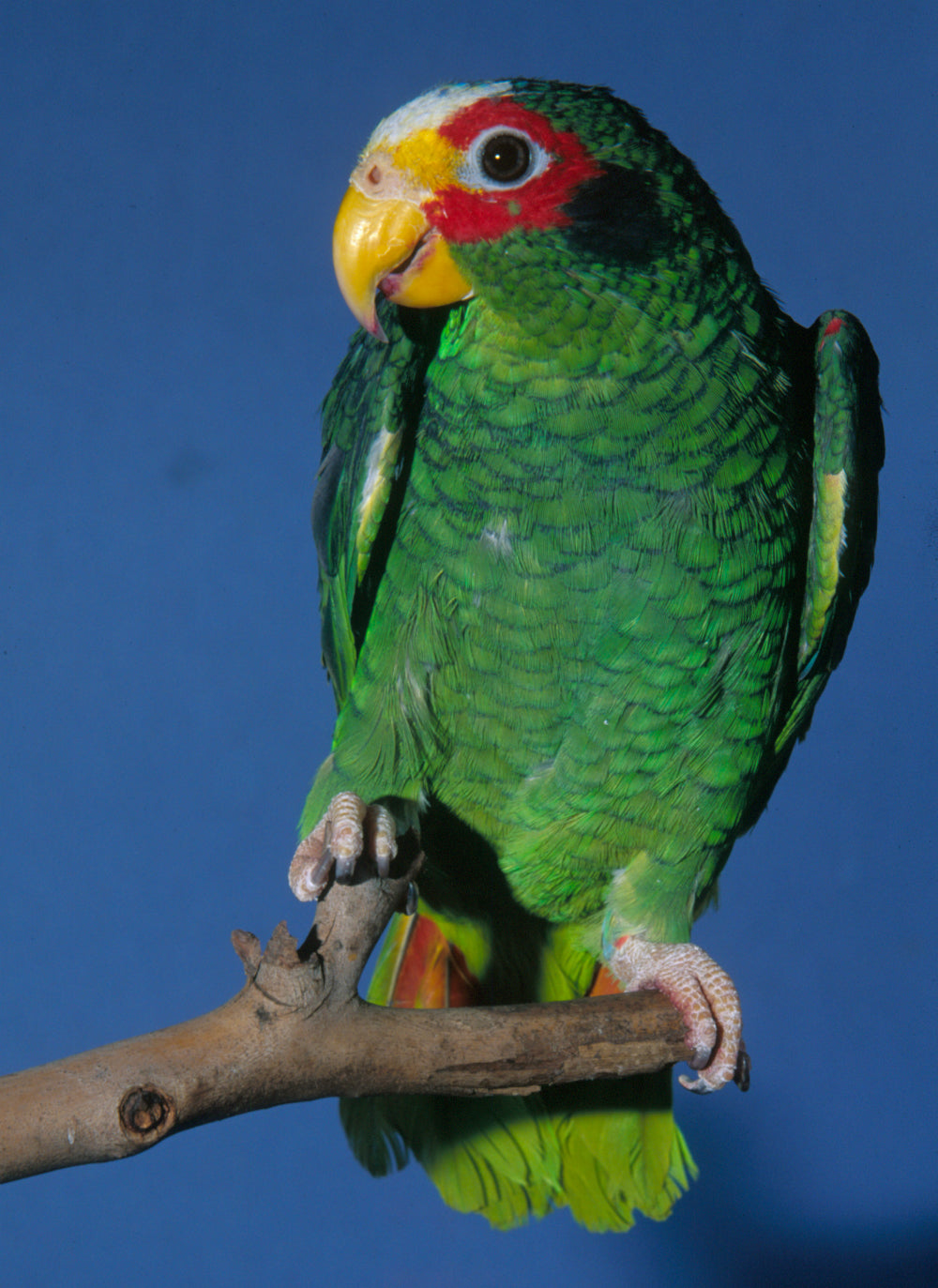 DVD—In Search of Parrots Volume 2 Non Australian Parrots (40 mins)