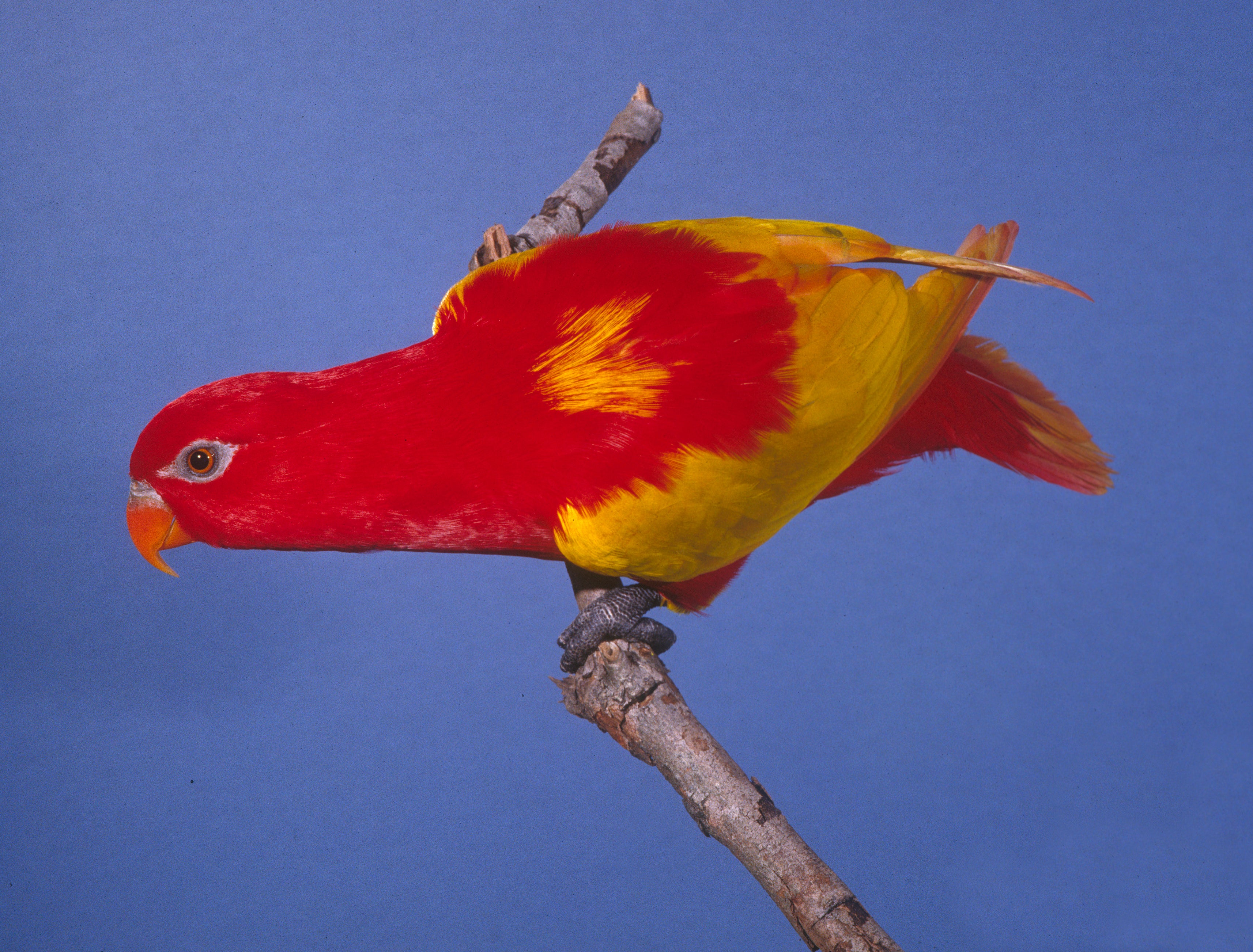 DVD—Lories and Lorikeets—A Focus on the Brush-tongued Parrots (55 mins)