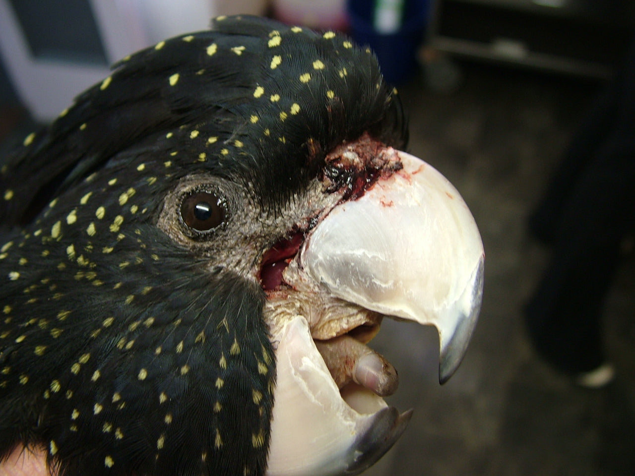 A Guide to Basic Health and Disease in Birds (Revised Edition)