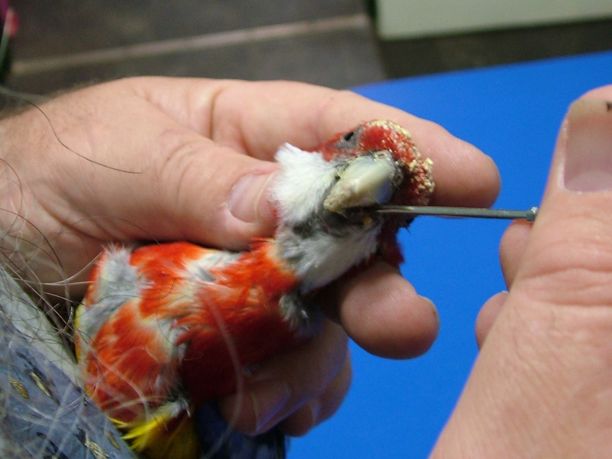 A Guide to Basic Health and Disease in Birds (Revised Edition)