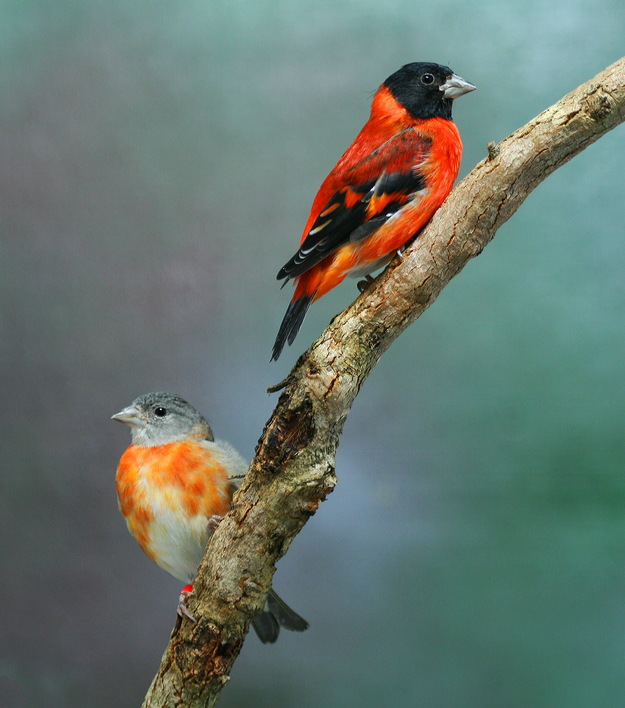 A Guide to Australian Grassfinches