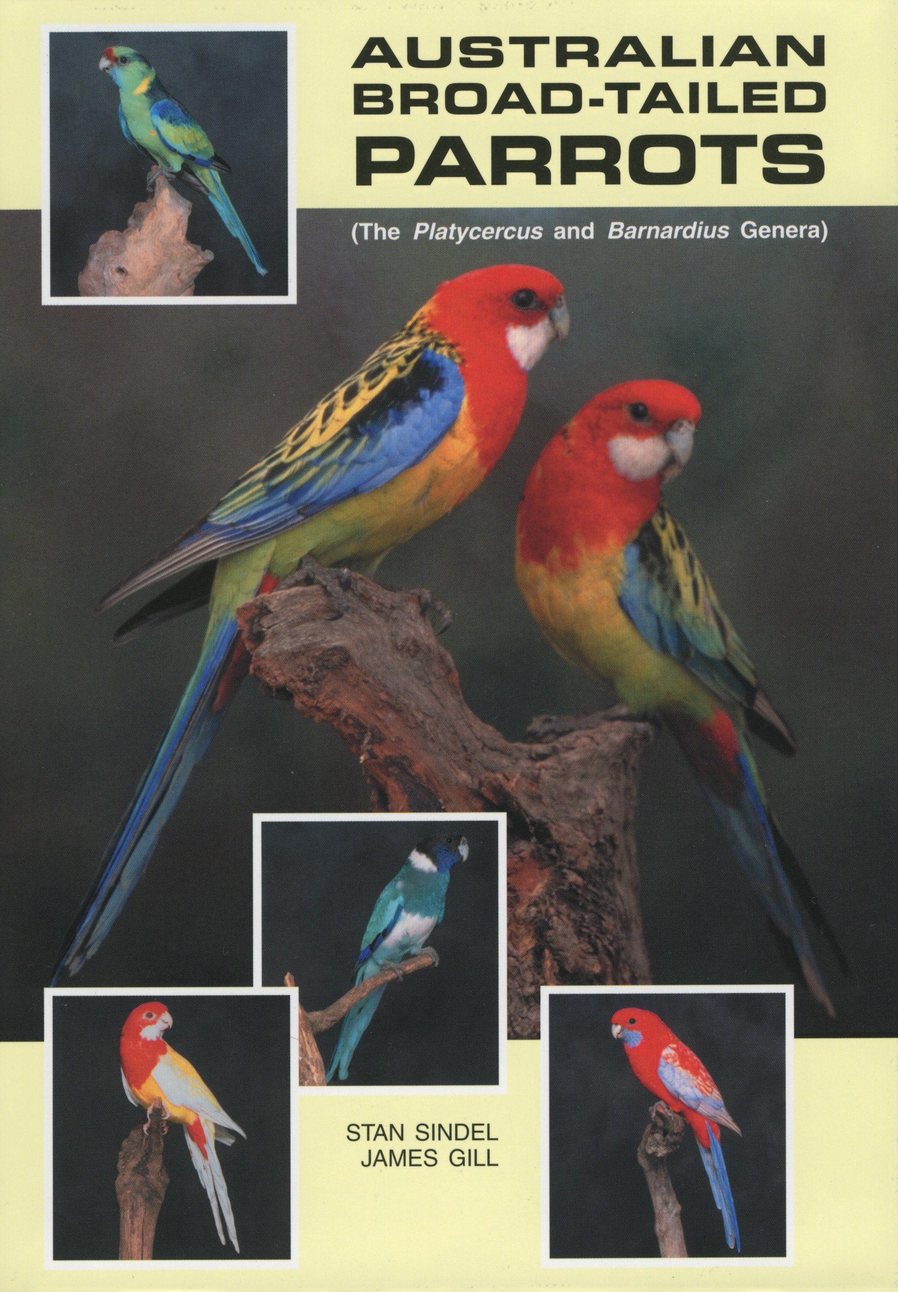 Australian Broad-tailed Parrots—Platycercus and Barnardius Genus