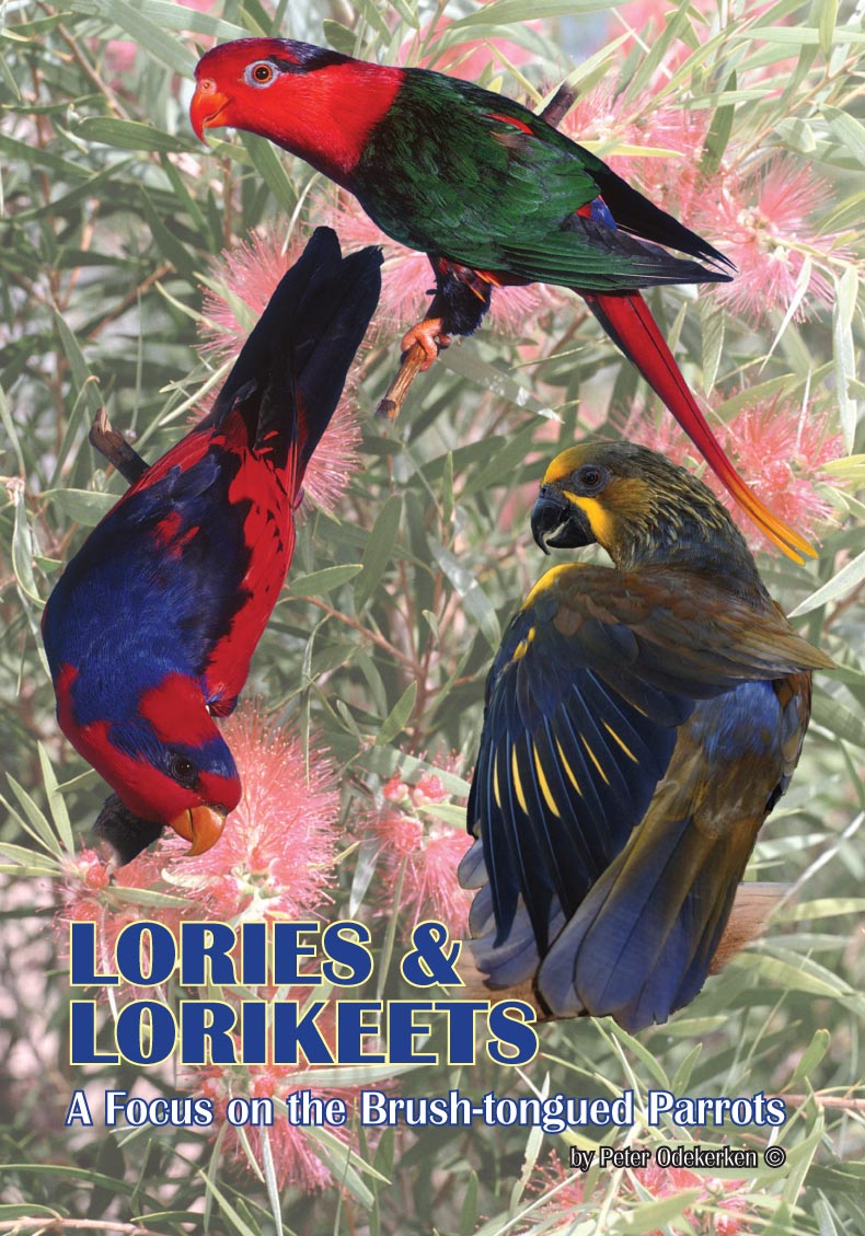 DVD—Lories and Lorikeets—A Focus on the Brush-tongued Parrots (55 mins)